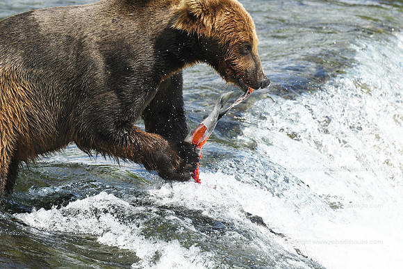 Brown bear fishing Sequence 10 of 10
