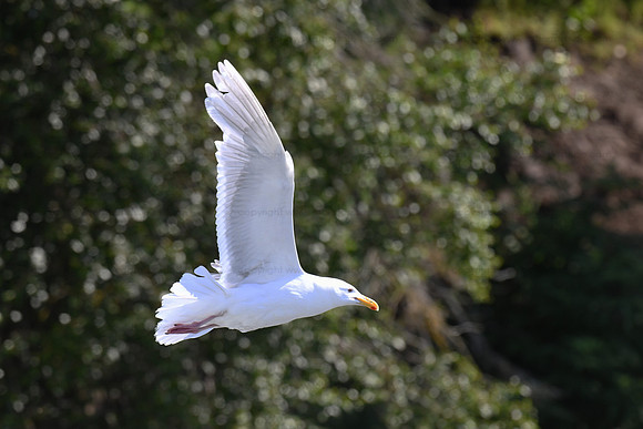 Glaucous gull in flight - Brooks Falls