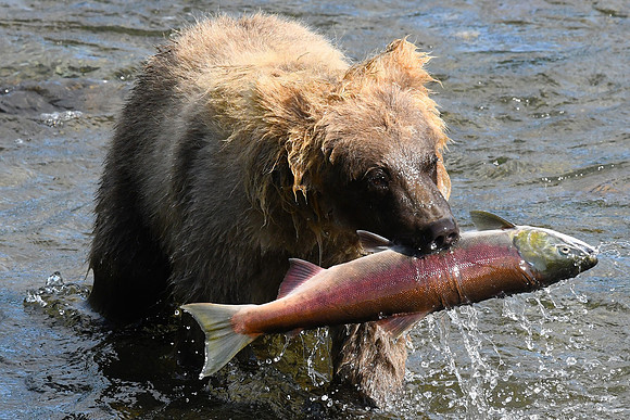 Young brown bear with his prize