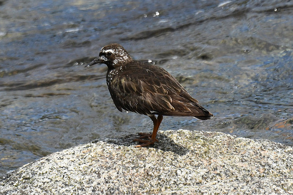 Black turnstone - Brooks Falls