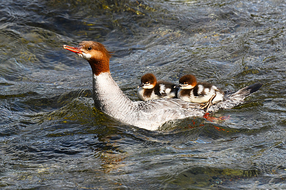 Common merganser family - Brooks Falls