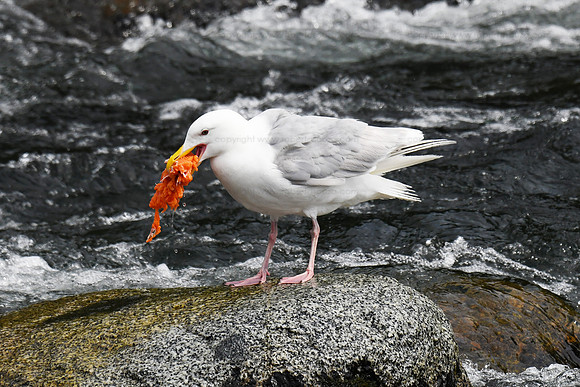 Glaucous Gull scavenging salmon - Brooks Falls