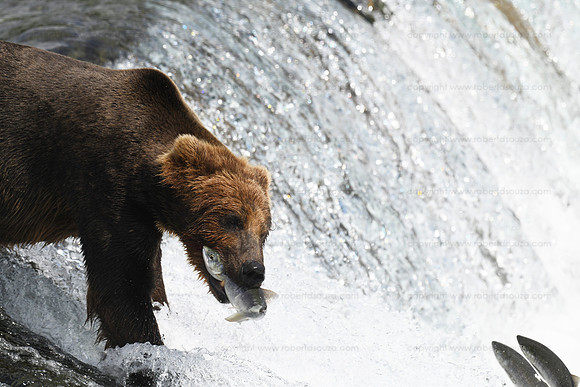 Bear fishing sequence 5 of 9