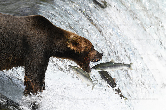 Bear fishing sequence 3 of 9