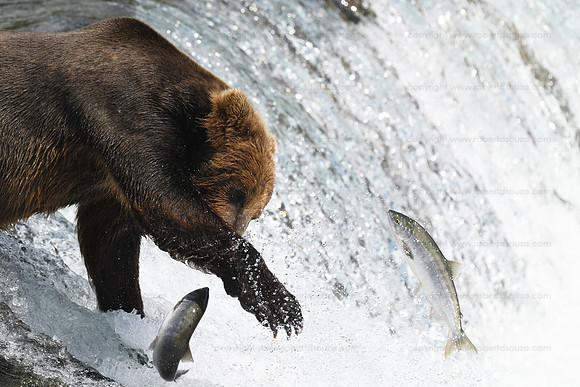 Bear fishing sequence 1 of 9