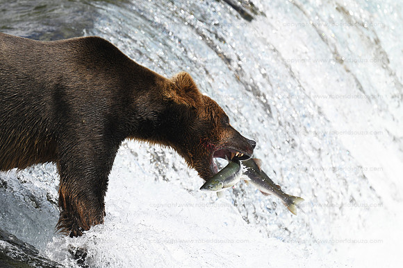 Bear fishing sequence 4 of 9