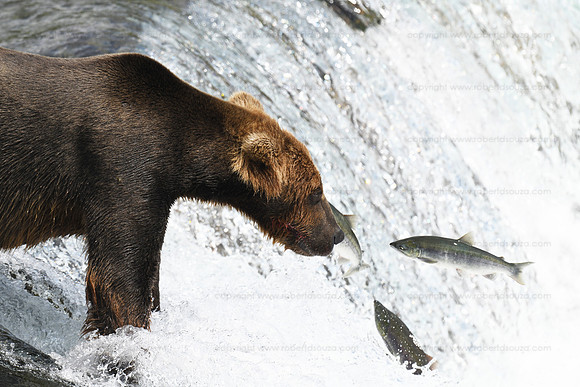Bear fishing sequence 2 of 9