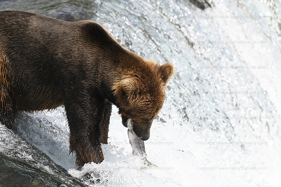 Bear fishing sequence 6 of 9