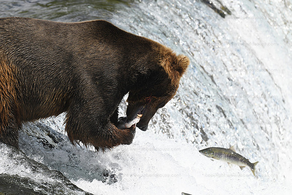 Bear fishing sequence 7 of 9