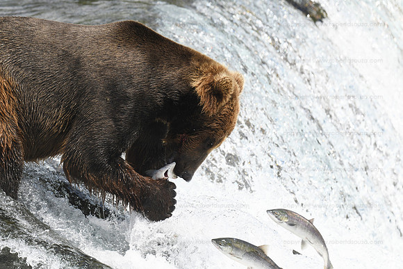 Bear fishing sequence 8 of 9