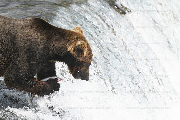 Bear fishing sequence 9 of 9