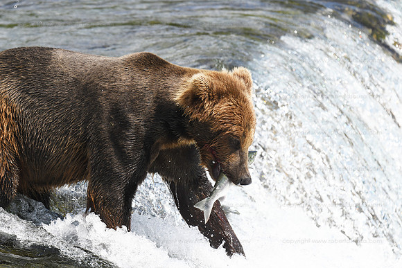 Brown bear fishing sequence 4 of 10