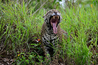 Jaguar yawning, Cuiabá river