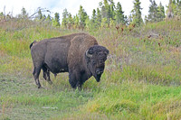 Bison, Yellowstone NP Wyoming