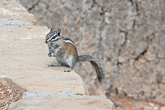 Uinta chipmunk2, Bryce Canyon