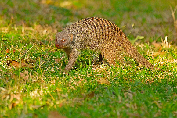 Banded mongoose, Chobe NP Botswana