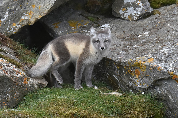 Young arctic fox, Svalbard Norway
