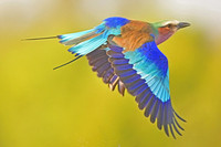 Lilac-breasted roller in flight, Sabi Sands, South Africa
