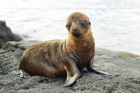 Galapagos sea lion pup, Bartolome, Galapagos