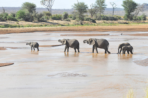Elephants at river crossing, Samburu NP