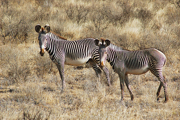 Grevy's zebras, Samburu NP