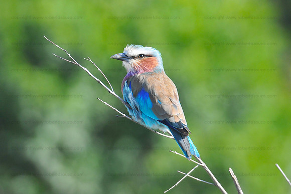 Lilac-breasted roller - Masai Mara NR