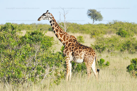 Masai giraffe - Masai Mara NR