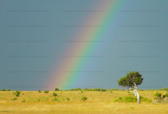 Rainbow - Samburu NR