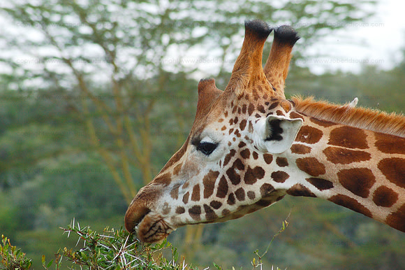Rothschild's giraffe - Nakuru NP