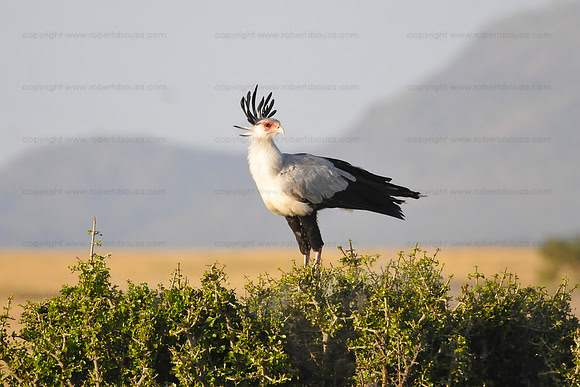 Secretary bird - Masai Mara NR