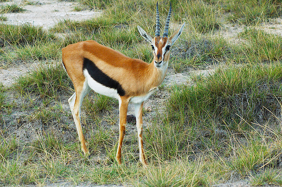 Thomson's gazelle - Amboseli NP