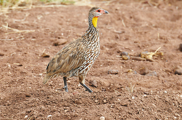 Yellow-necked spurfowl - Amboseli NP