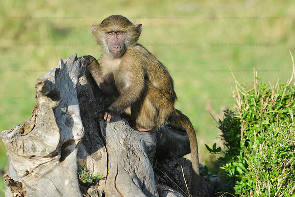 Young baboon - Masai Mara NR