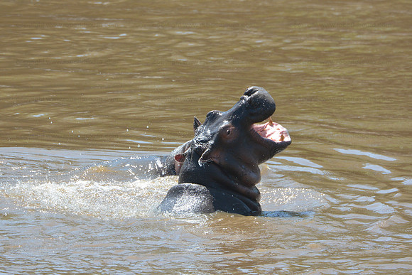 Young hippo - Masai Mara NR