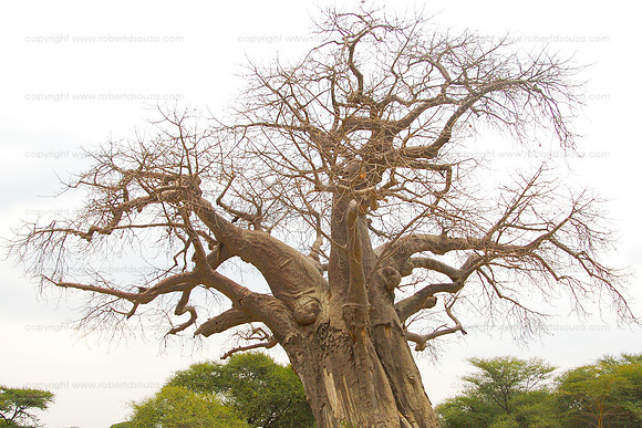 Baobab tree, Serengeti NP