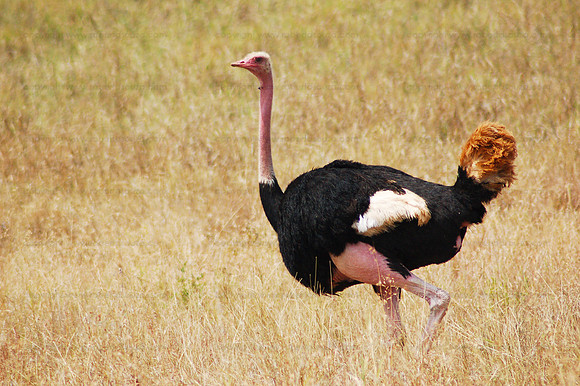 Male ostrich, Serengeti NP