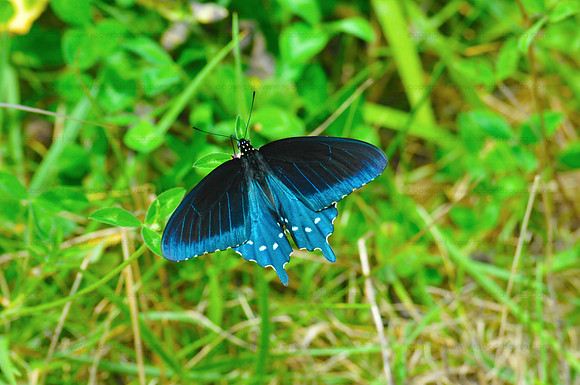 Pipevine swallowtail butterfly 2, Smoky Mountains NP