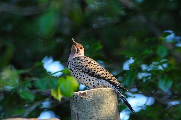 Northern flicker, Fairfax
