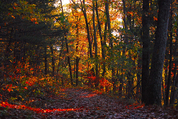 Fall scene, Shenandoah NP