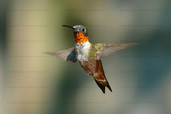 Ruby-throated hummingbird - Male, Fairfax