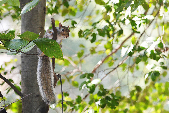 Gray squirrel, Fairfax