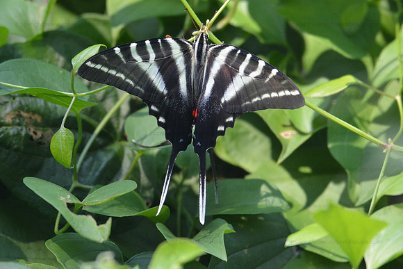 Zebra swallowtail butterfly, Occoquan National Wildlife Refuge