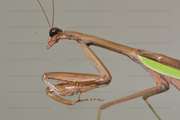 Praying mantis, Fairfax