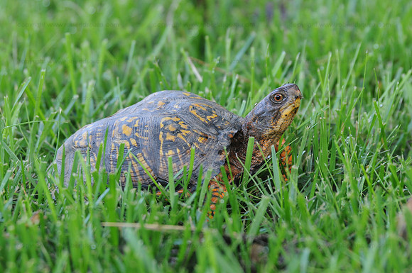 Woodland box turtle, Fairfax