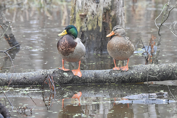 Mallard ducks, Occoquan NWR