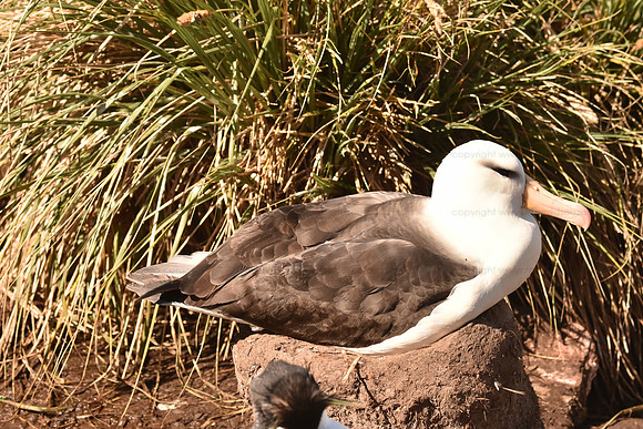 Black-browed Albatross2, Falkland Islands
