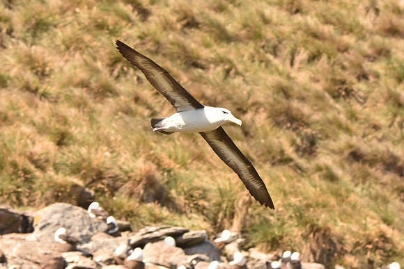 Black-browed Albatross3, Falkland Islands