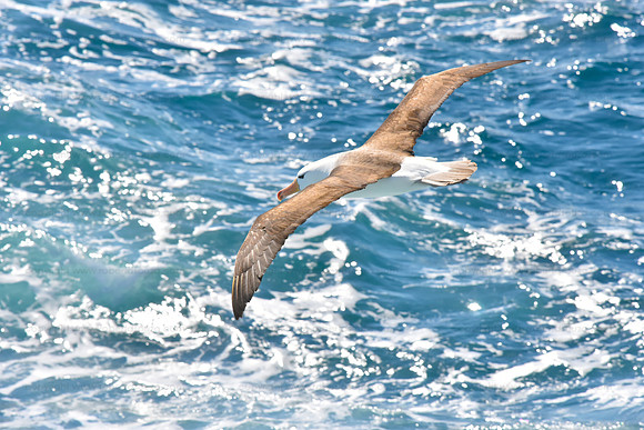 Black-browed Albatross1, Falklands