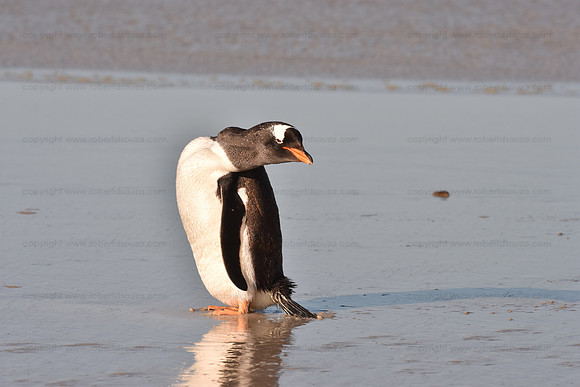 Gentoo Penguin, Falklands