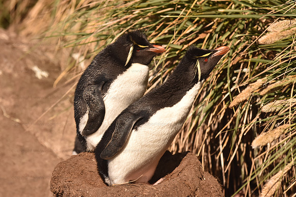 Rockhopper Penguins, Falkland Islands